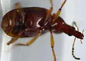 Tanyrhinus singularis