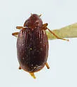 Tanyrhinus singularis - photo 3