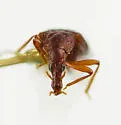 Tanyrhinus singularis - photo 4