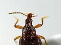 Tanyrhinus singularis - photo 5