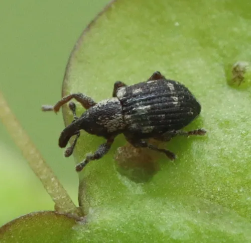 Tanysphyrus lemnae