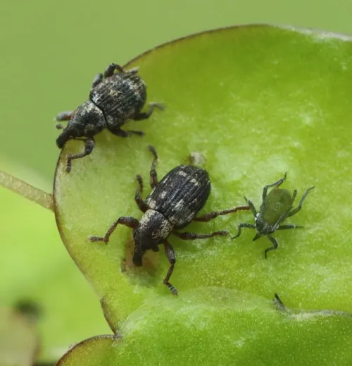 Tanysphyrus lemnae - photo 2