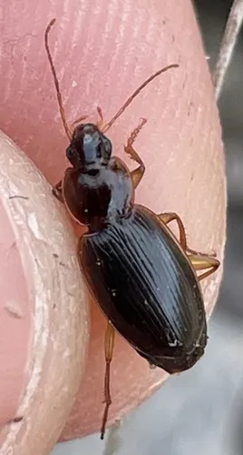 Tanystoma cuyama