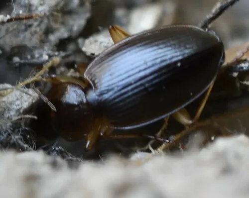 Tanystoma cuyama - photo 2