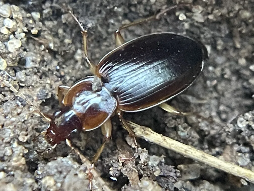 Tanystoma cuyama - photo 4
