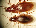 Tule Beetle - Tanystoma maculicolle