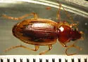 Tule Beetle - photo 2