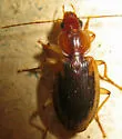 Tule Beetle - photo 3
