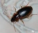 Tule Beetle - photo 4