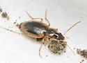 Tule Beetle - photo 5