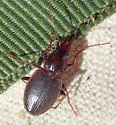 Tanystoma striatum