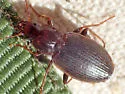 Tanystoma striatum - photo 2