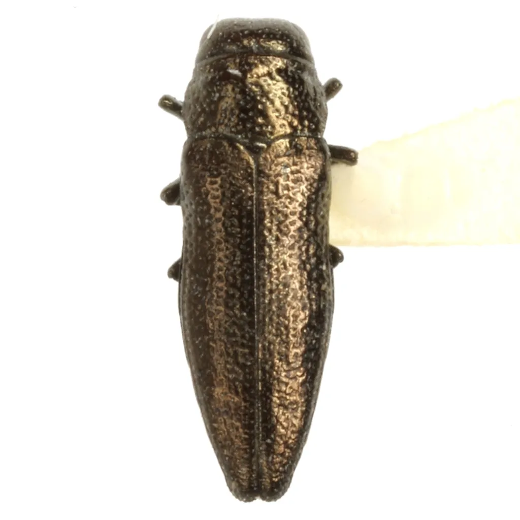Taphrocerus agriloides - photo 2