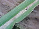 Taphrocerus albodistinctus - photo 3