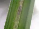 Taphrocerus albodistinctus - photo 4