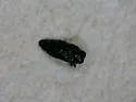 Taphrocerus albodistinctus - photo 5