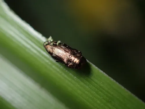 Taphrocerus chevrolati