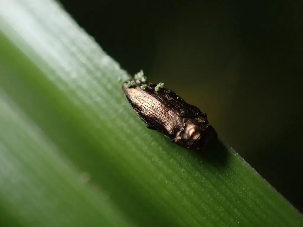 Taphrocerus chevrolati - photo 2