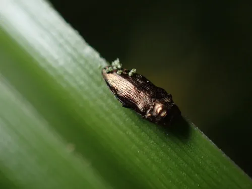 Taphrocerus chevrolati - photo 3