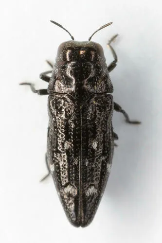Taphrocerus cylindricollis