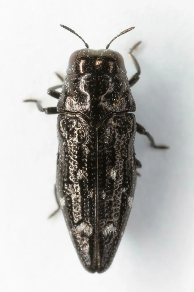 Taphrocerus cylindricollis - photo 2