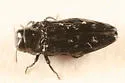 Taphrocerus gracilis