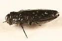 Taphrocerus gracilis - photo 2