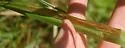 Taphrocerus gracilis - photo 4