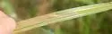 Taphrocerus gracilis - photo 5