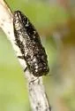 Taphrocerus howardi