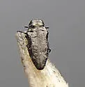 Taphrocerus howardi - photo 3