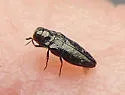 Taphrocerus howardi - photo 4