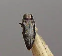 Taphrocerus howardi - photo 5
