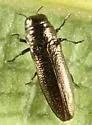 Taphrocerus laevicollis
