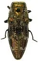Taphrocerus leoni - Taphrocerus leoni