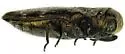 Taphrocerus leoni - photo 2