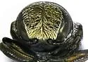 Taphrocerus leoni - photo 4