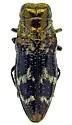 Taphrocerus leoni - photo 5