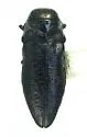Taphrocerus mercedensis - Taphrocerus mercedensis