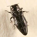 Taphrocerus nicolayi - photo 2