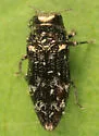 Taphrocerus nicolayi - photo 3
