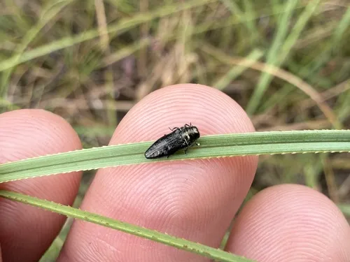 Taphrocerus puncticollis