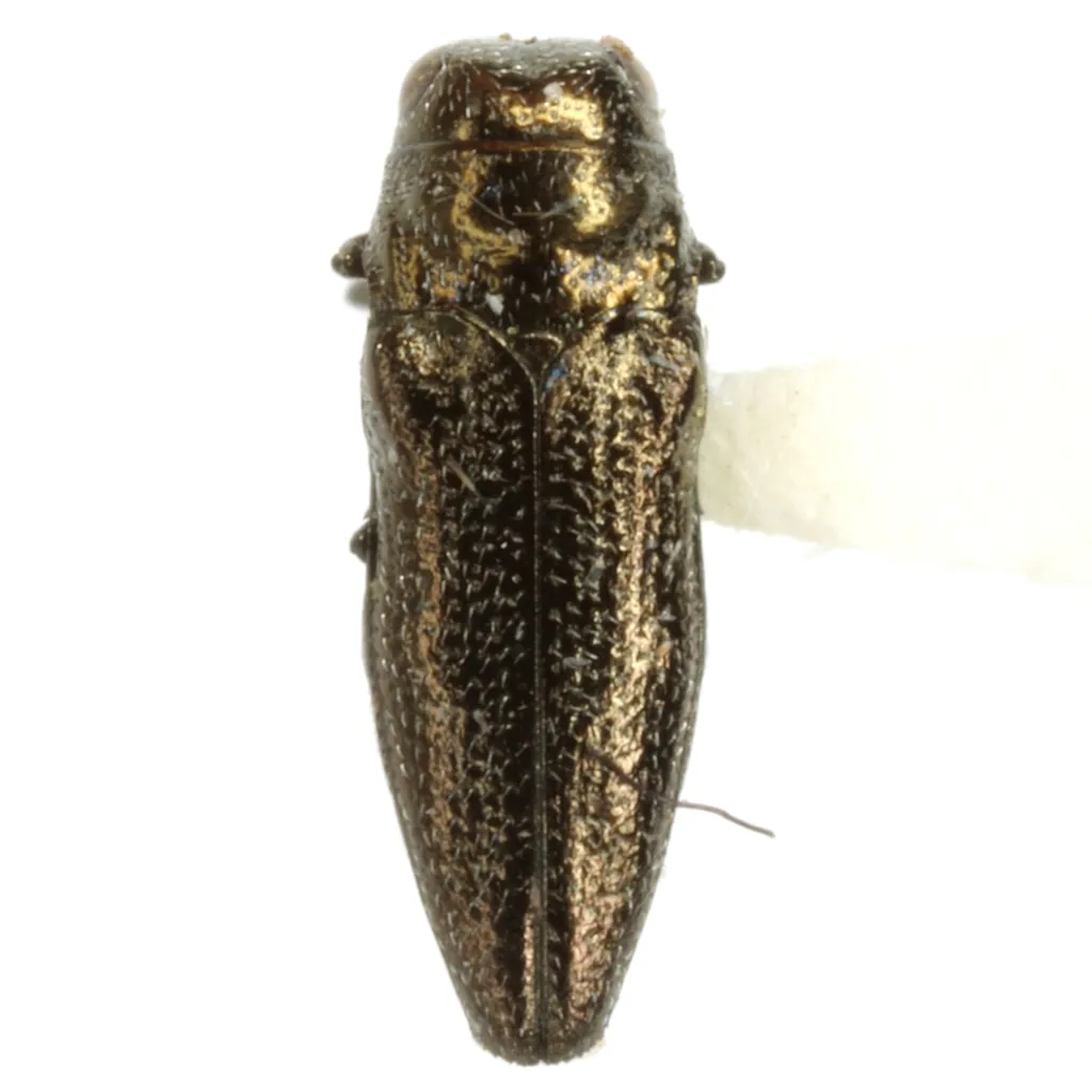 Taphrocerus schaefferi - photo 3