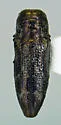 Taphrocerus sulcifrons