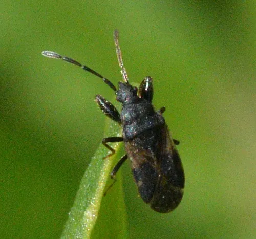 Taphropeltus contractus - photo 2