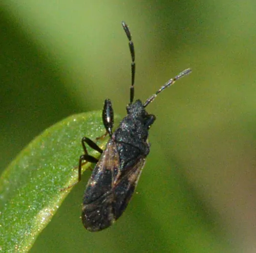 Taphropeltus contractus - photo 3