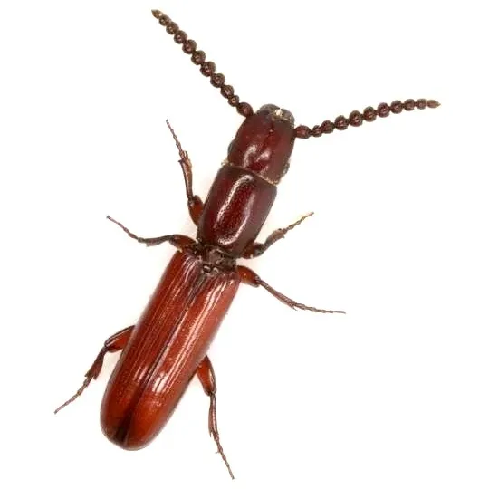 Taphroscelidia linearis - photo 2