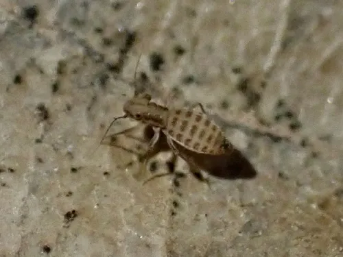 Tapinella maculata