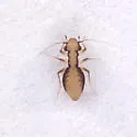Tapinella undescribed