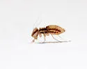 Tapinella undescribed - photo 4